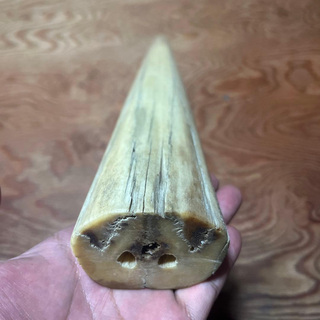 シロカワカジキ 角 特大 激レア！ - メルカリ