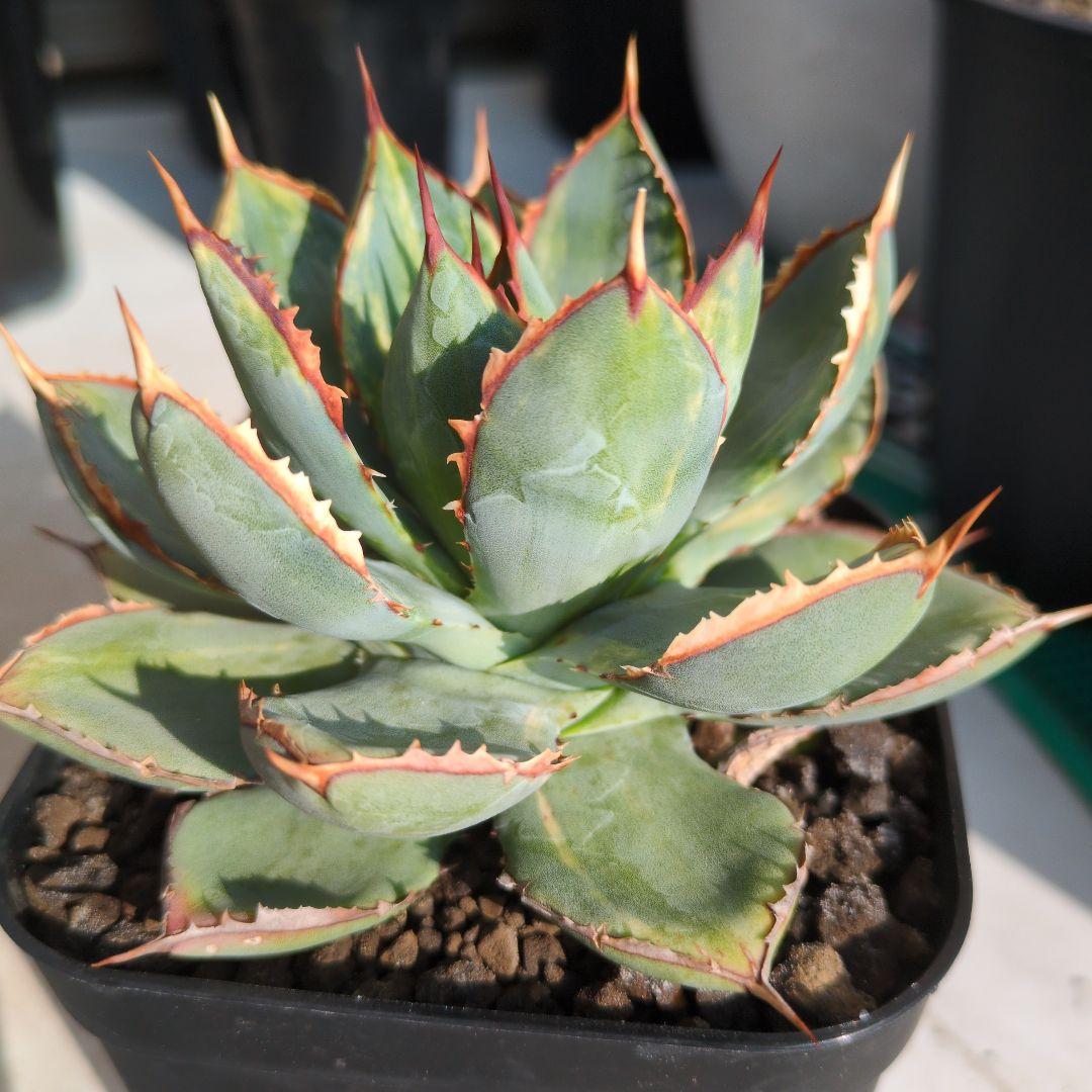 アガベ ハイブリッド 瀧雷☓甲蟹 縞斑 斑入り 希少 子株付き - メルカリ