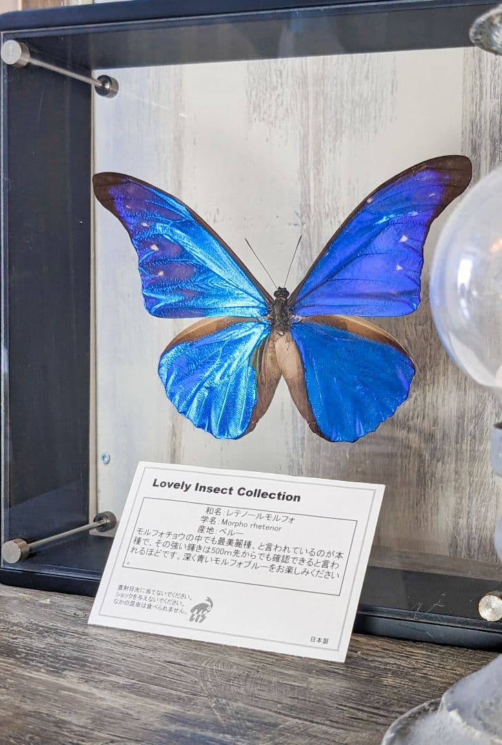 美品「レテノールモルフォ」標本 専用ケース付(ハンドメイド) - メルカリ