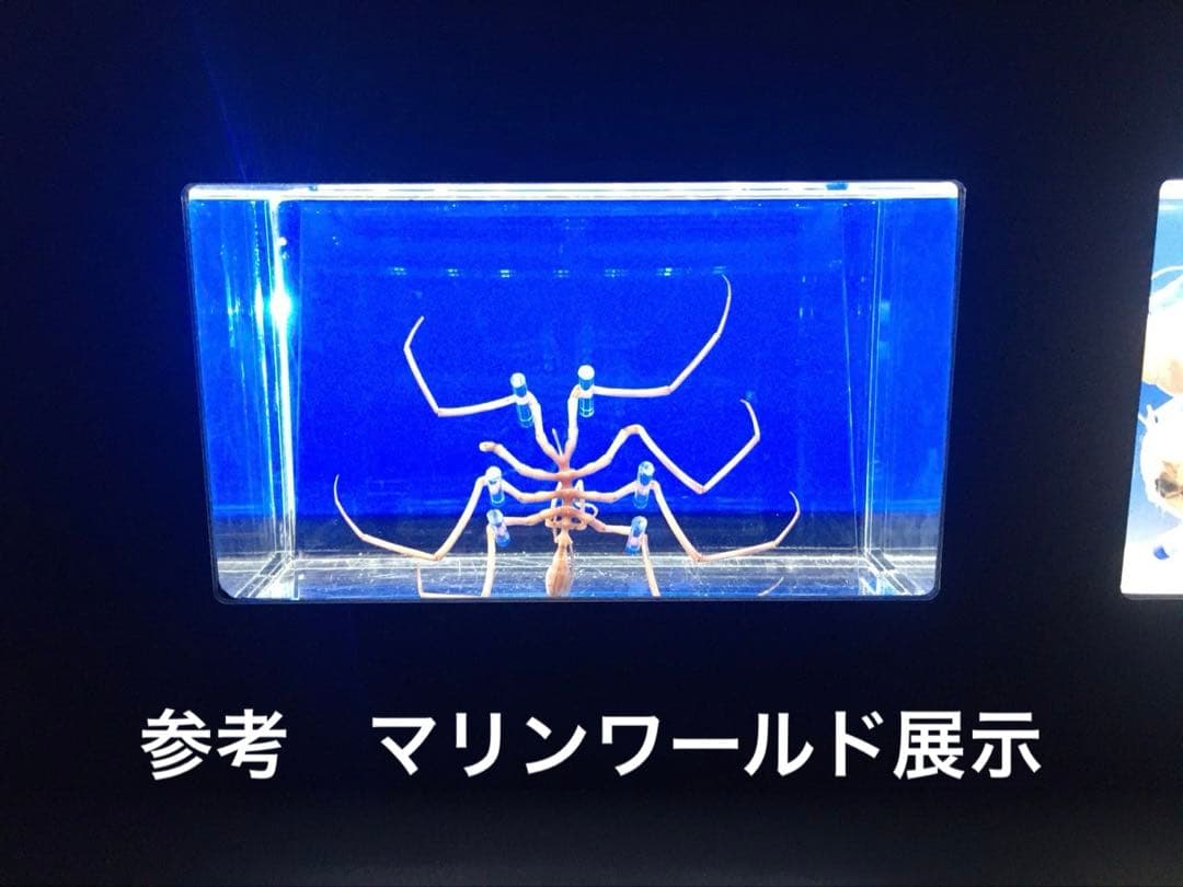 ウミグモ 深海生物樹脂封入標本 LEDライト付き 木製ケース - メルカリ
