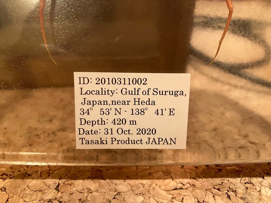 ウミグモ 深海生物樹脂封入標本 LEDライト付き 木製ケース - メルカリ