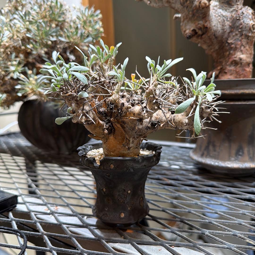 ユーフォルビオイデス raw life factory お山の大将 - メルカリ