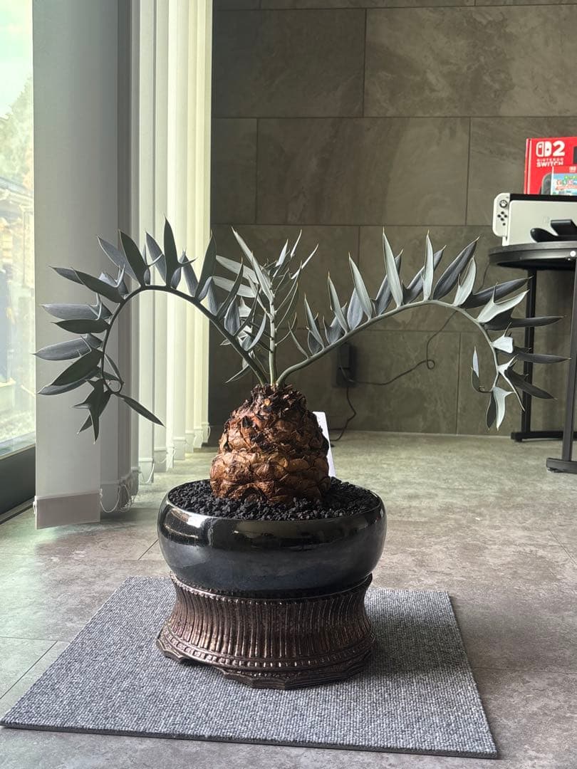 エンセファラルトス ホリダス塊根14センチ 超高級鉢 - メルカリ