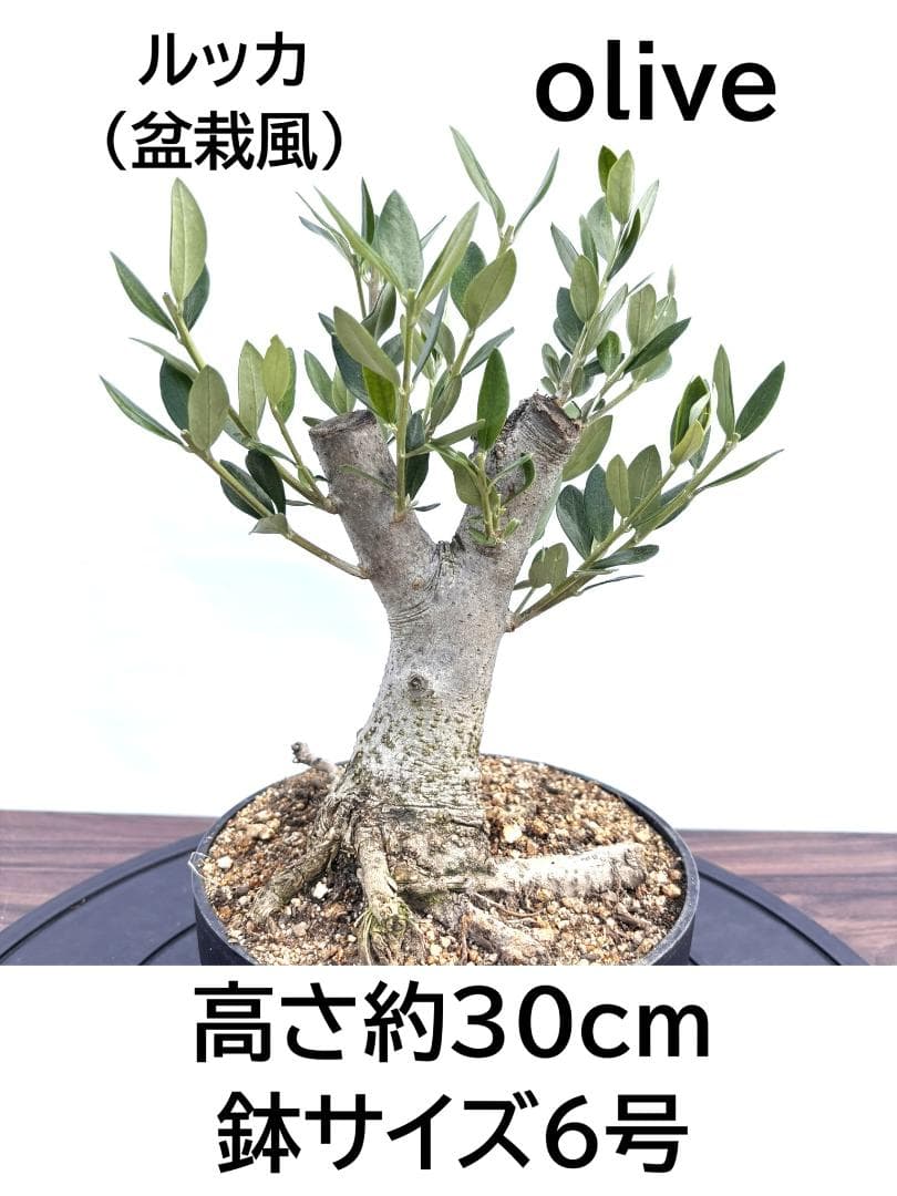 オリーブの木 盆栽風 ルッカ 6号 約30cm NO.808 人気品種 現品掲載