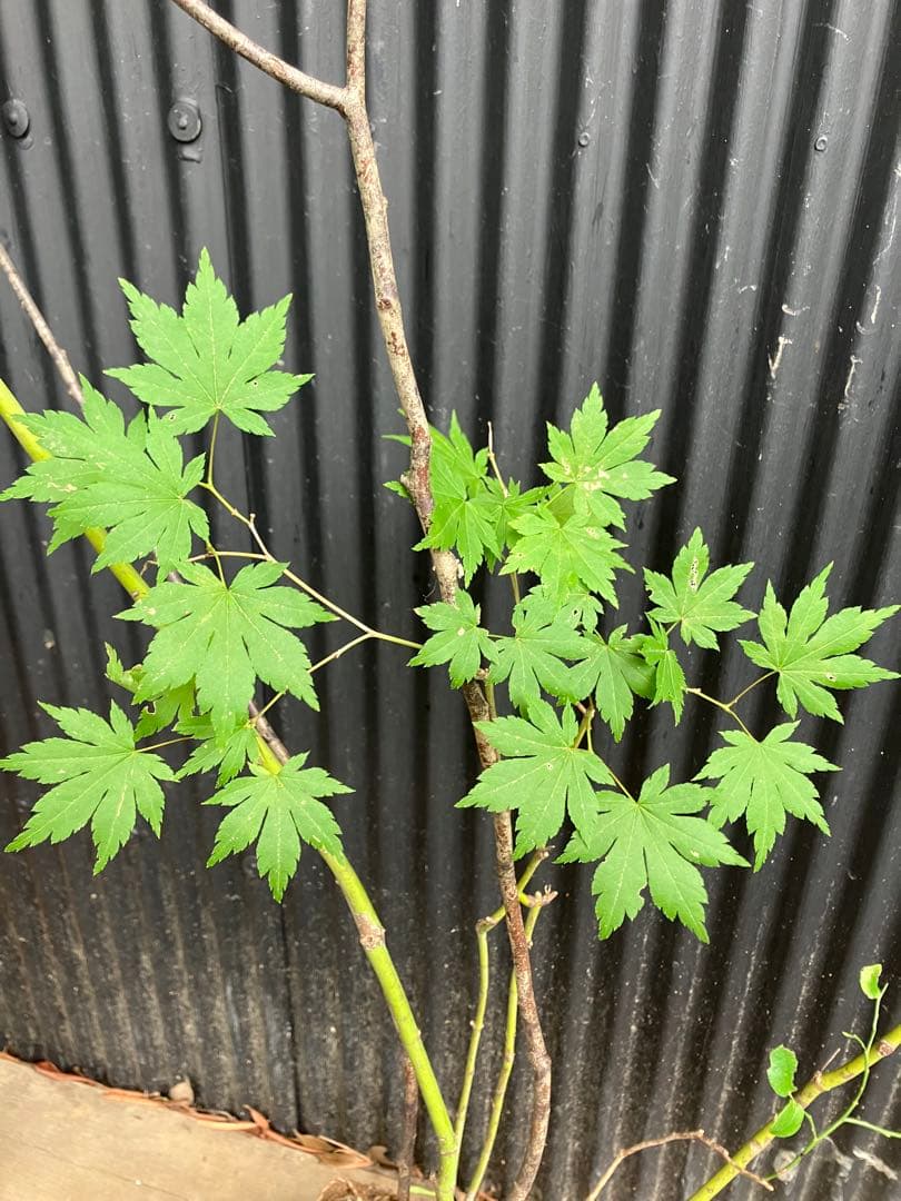 hirooo様専用です！ 山採り ヤマモミジ ウワミズザクラ 混合株 - メルカリ