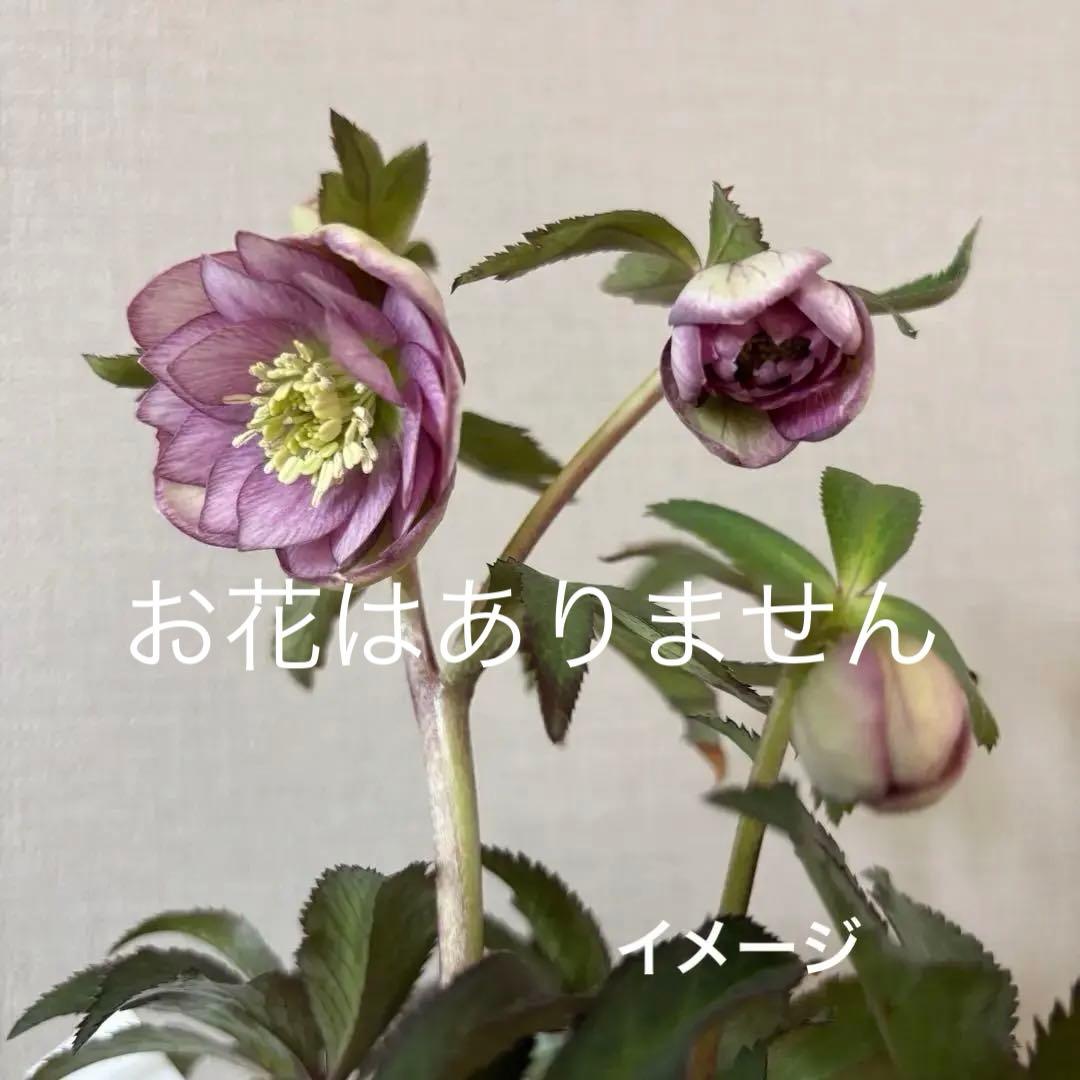 大木ナーセリー クリスマスローズ ポーセリンhyb 株分 - メルカリ