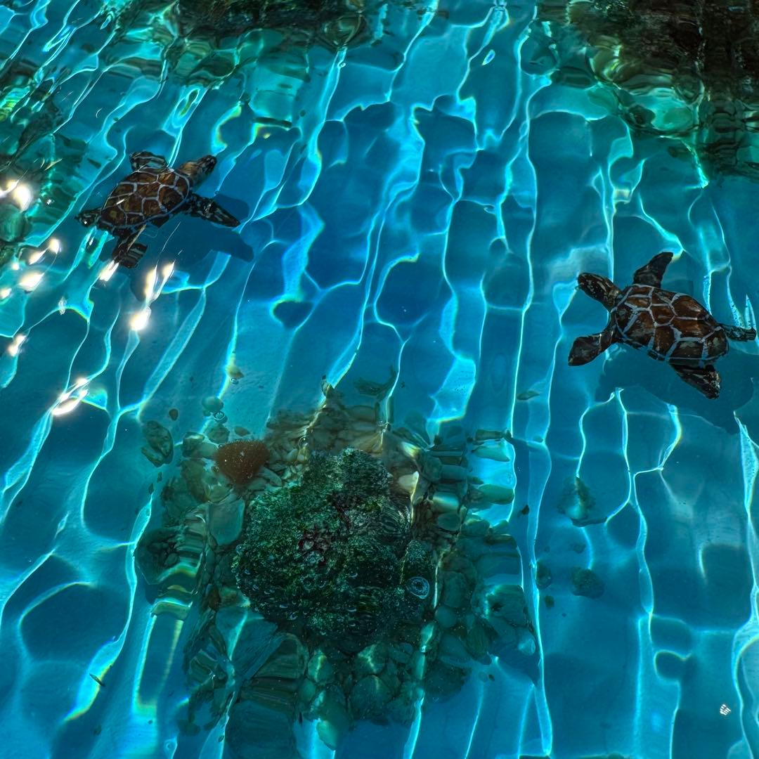 ウミガメ レジンアート オーシャンアート ホヌ 海 アート 波紋 アート