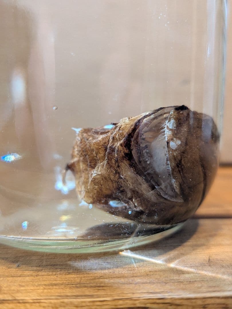 激レア深海魚】チョウチンアンコウの一種 液浸標本 - メルカリ