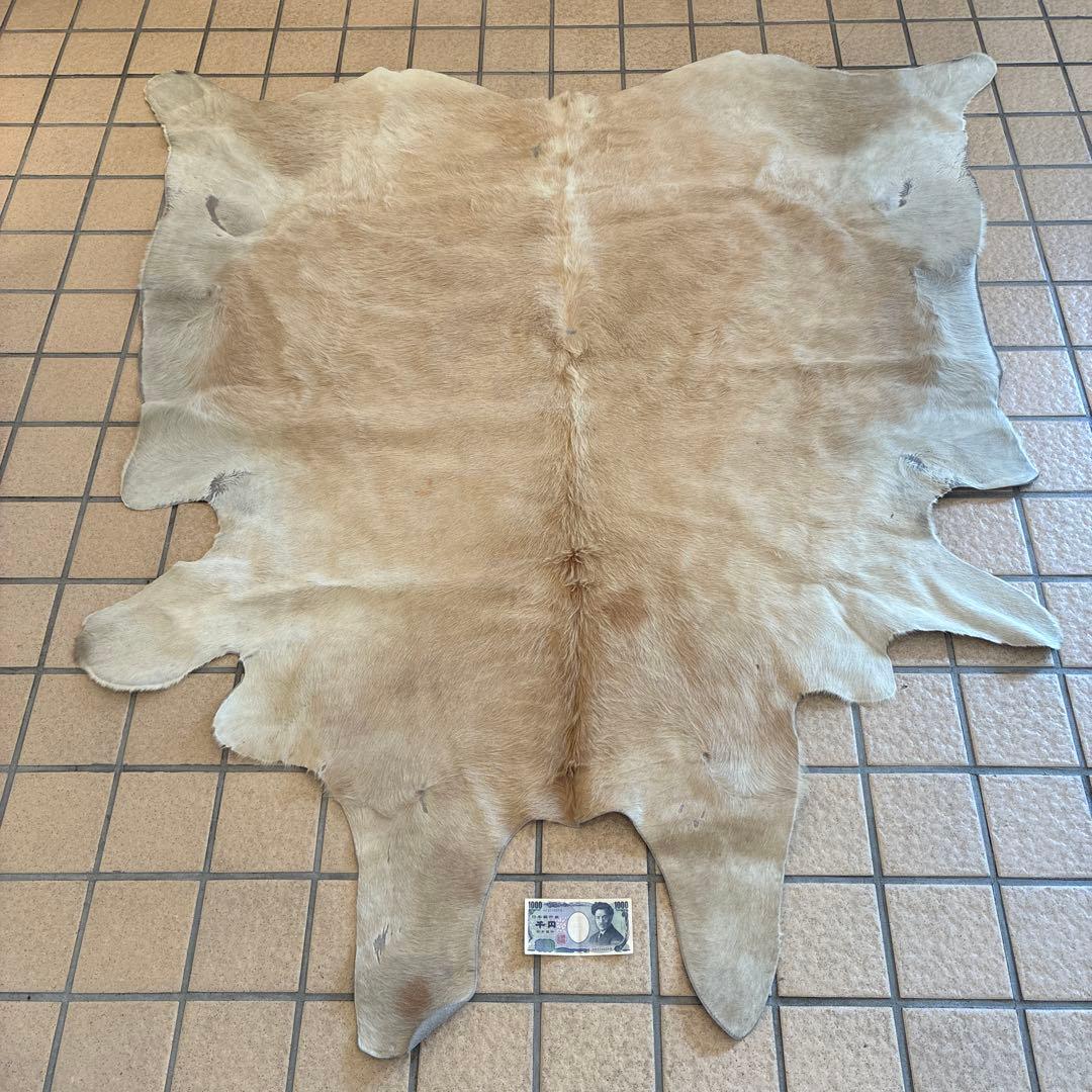 は*ろ様 白熊 毛皮 美品 Yahoo!オークション - 美品 希少品 白熊 北極熊 ホッキョクグマ 剥製