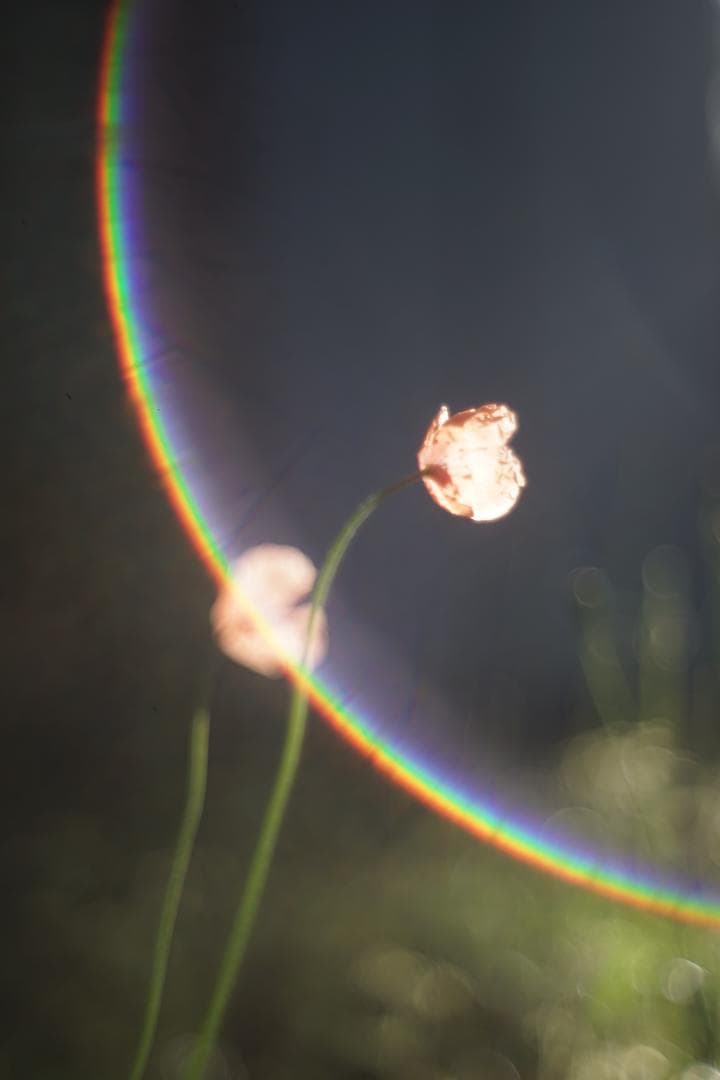 Nikon Nikkor-H.C 50mm f2 L39 銘玉Sonnarコピー Nikon Nikkor-H.C 50mm f2 L39 銘玉Sonnarコピー Nikkor-H.C 50mm f2