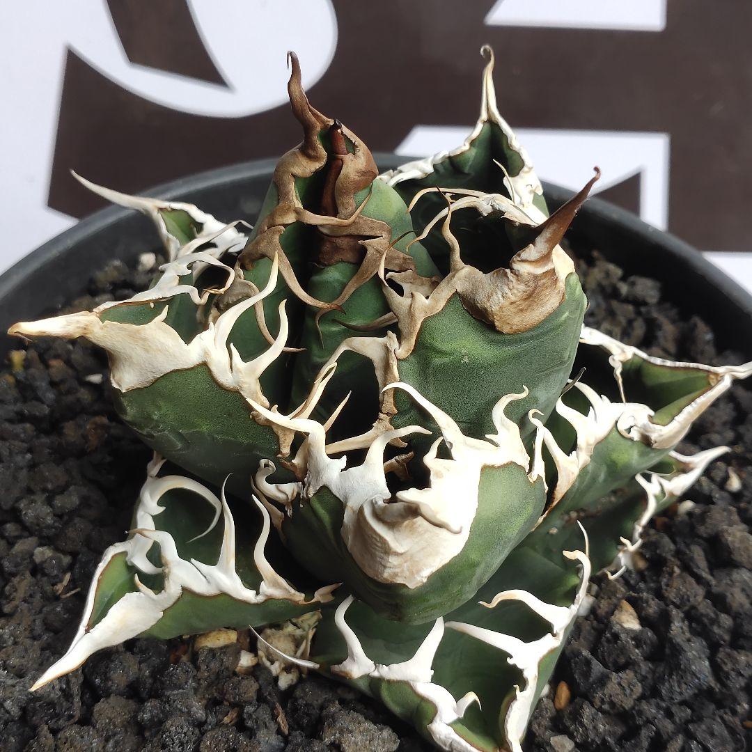 812【上澳園芸】 アガベ チタノタ 悪魔メデューサ 優良血統子株 - メルカリ