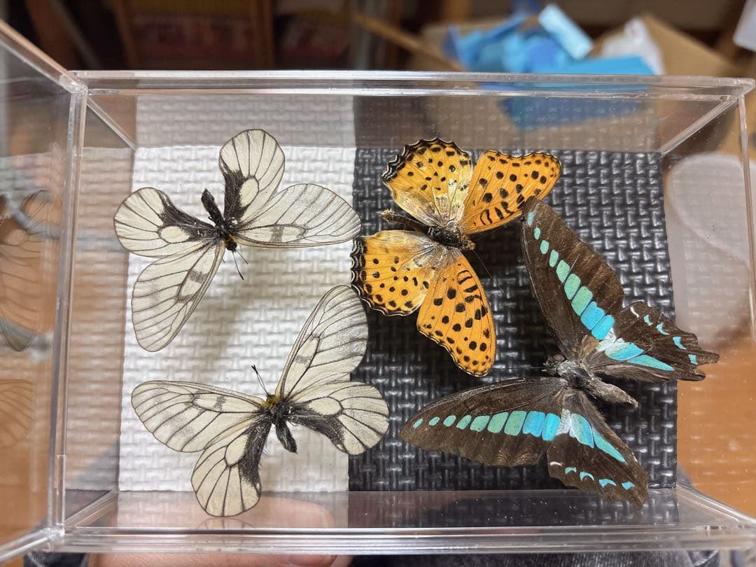 蝶の標本 4匹セット 透明ケース入り - メルカリ