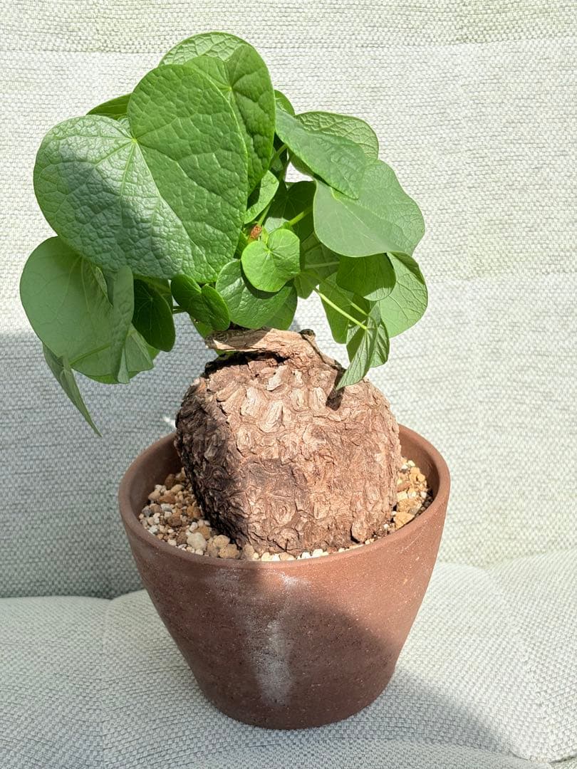 ステファニア スベローサ 五号鉢 大株