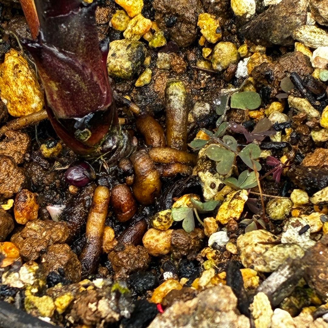 プ*ア様 3489☘️蕾花付き☘️⭐️ダブル⭐️写楽⭐️整形花⭐️艶ピコ⭐️樋口