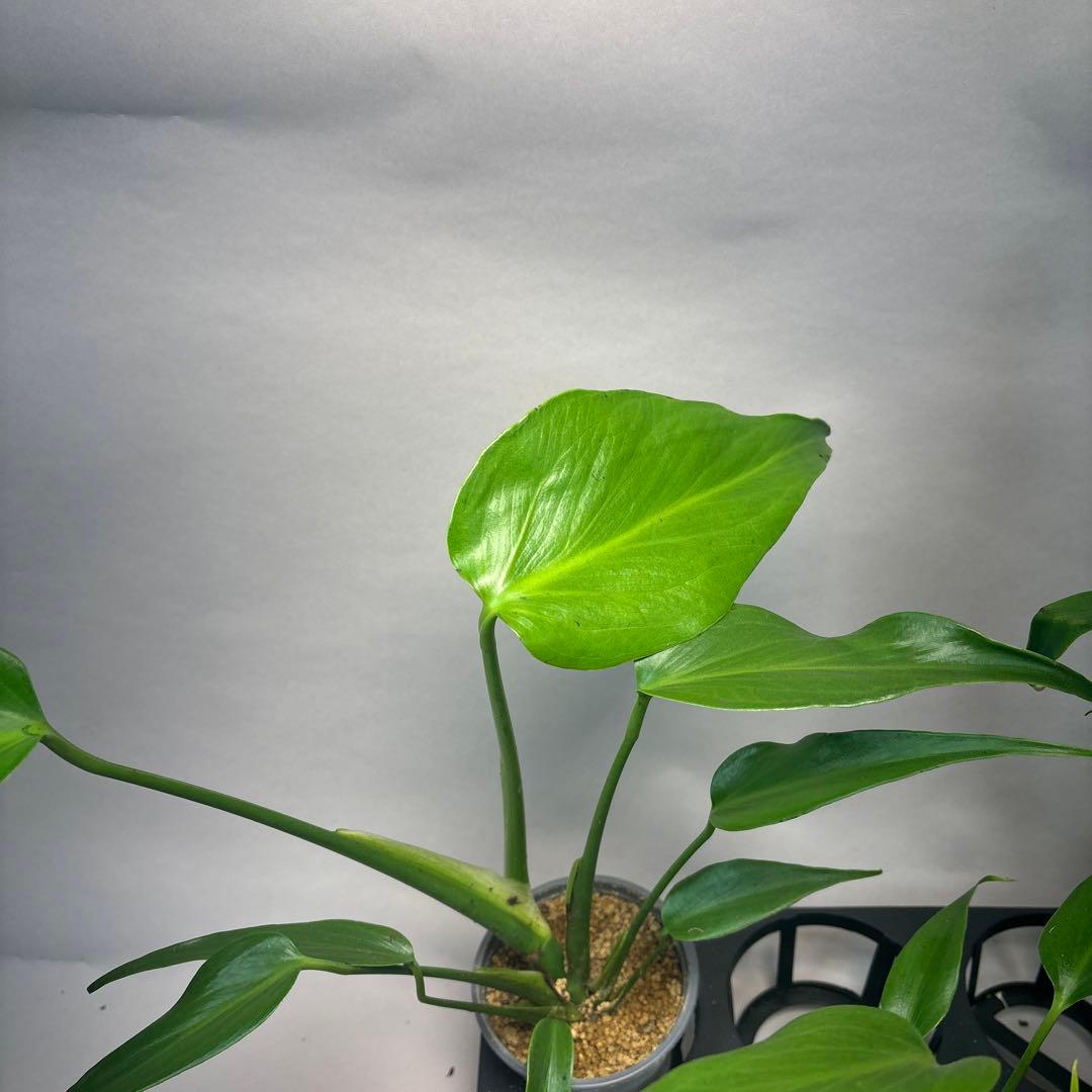 S*a様 5株セットL038 モンステラ バールマルクスフレーム