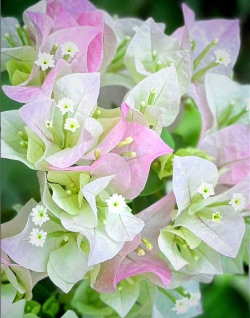 ブーゲンビリア　大株　海外種　三色変色　花蕾多数付き ブーゲンビリア 大株 海外種 三色変色 花蕾多数付き