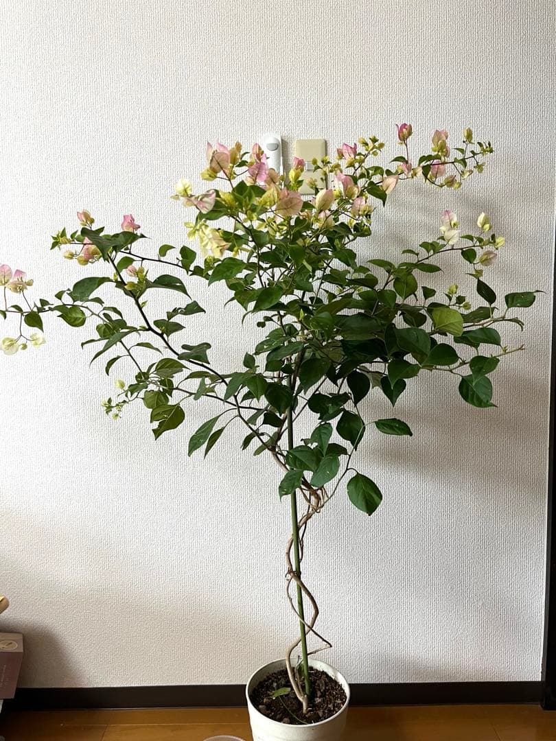 ブーゲンビリア 大株 海外種 三色変色 花蕾多数付き