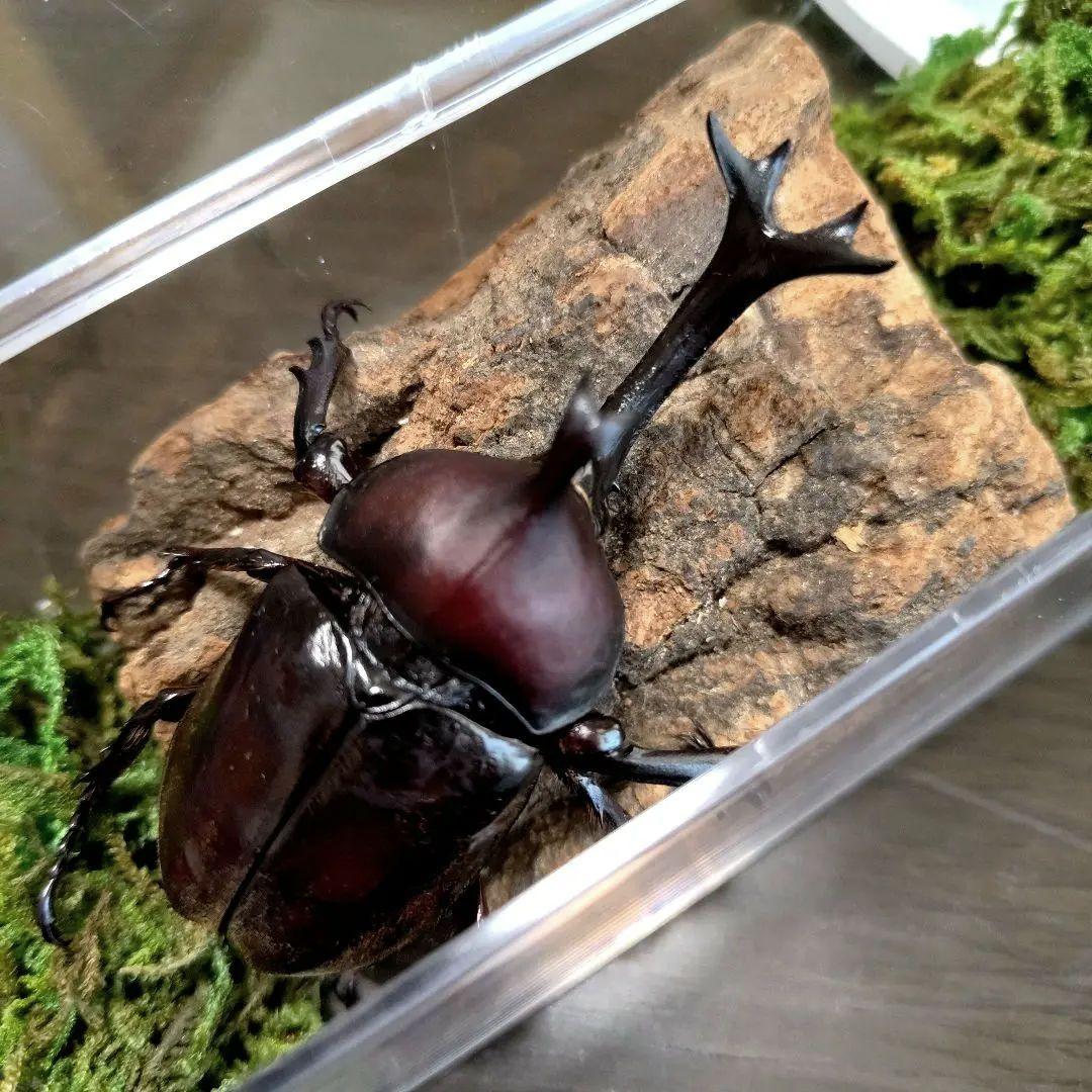 角スゴ長特大ワイルド野生赤レッド角長カブトムシ標本82mm頭角幅19mm