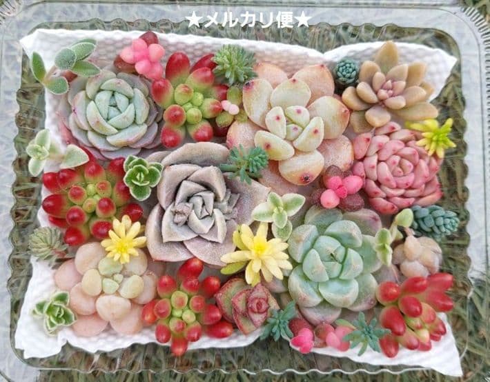 モモ様 リクエスト 2点 まとめ商品 - メルカリ