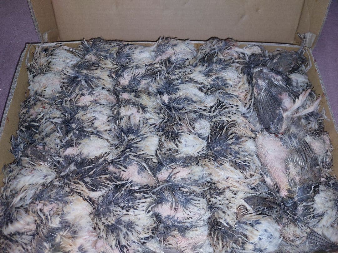 san様 冷凍ウズラ。内臓処理済み(国内産)2ケース猛禽、爬虫類等に。 2ケース】豊橋産 冷凍ウズラ 未処理 25羽2ケース 親ウズラ 猛禽類