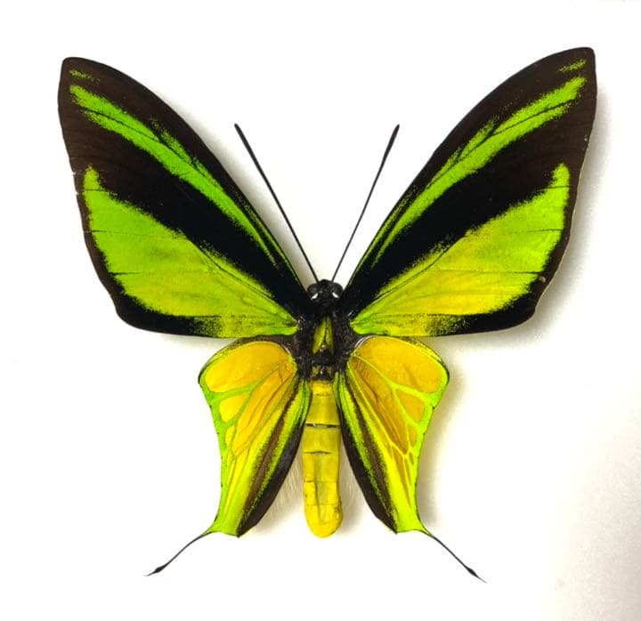 わっ君様専用 ヒレオトリバネアゲハ 蝶 昆虫 標本 - メルカリ