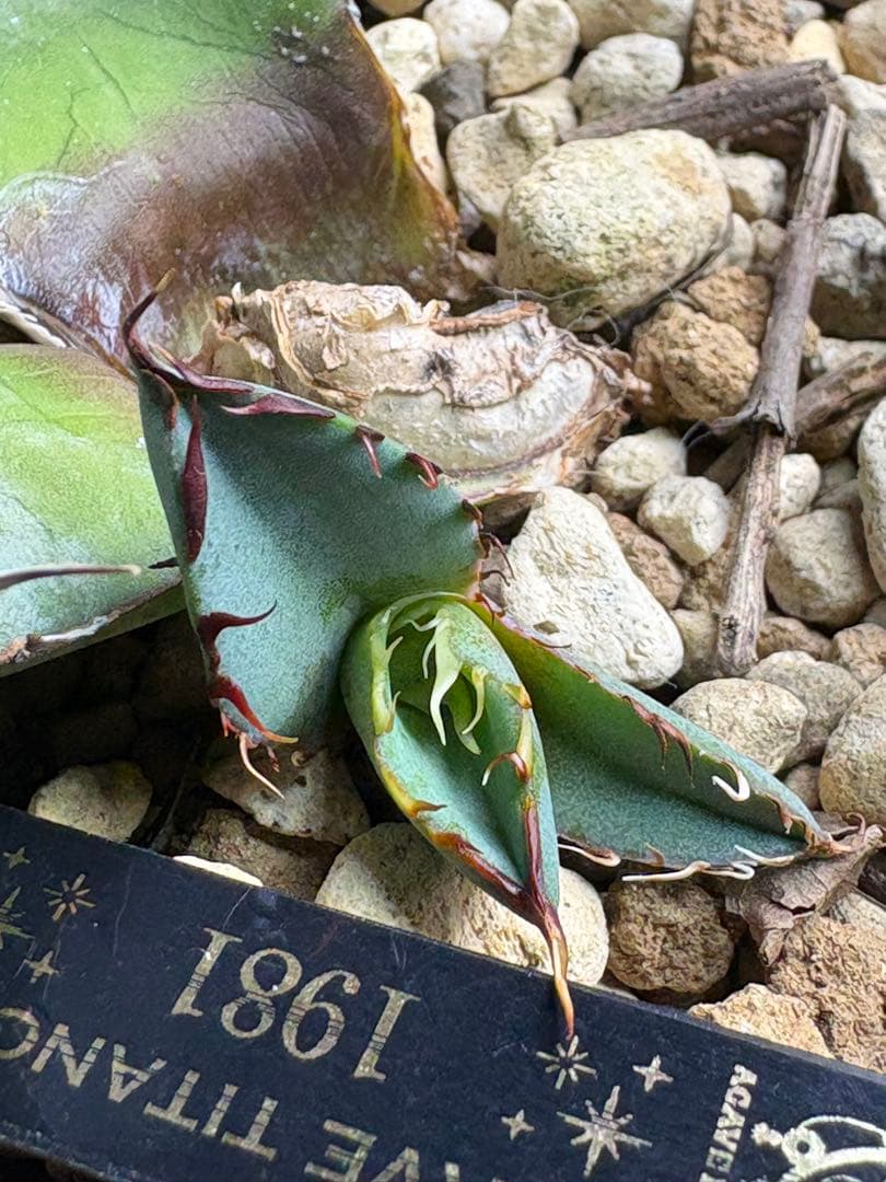 アガベチタノタ　1981 子株 ✨✨✨1981✨✨✨ @muffin_agv_factory @uragao_muffin みんな大好き