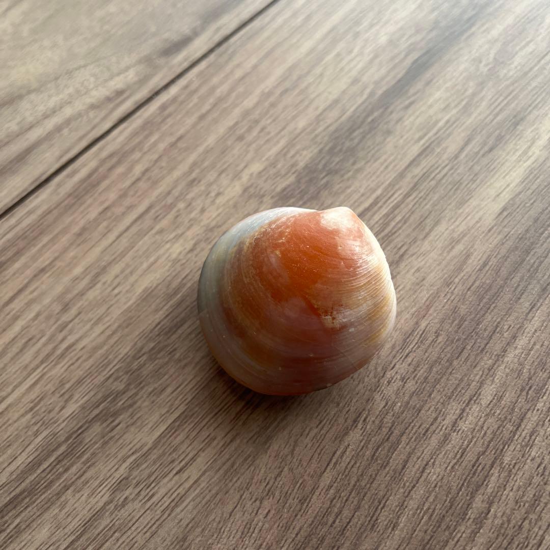 イセシラガイ 化石 方解石 置換化石 広島市中区八丁堀 - メルカリ