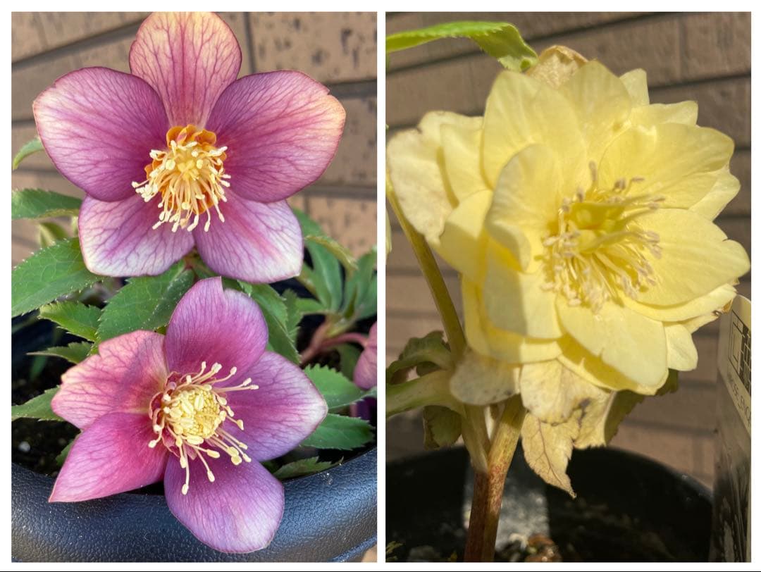 ニーチェ遊び 上杉清文