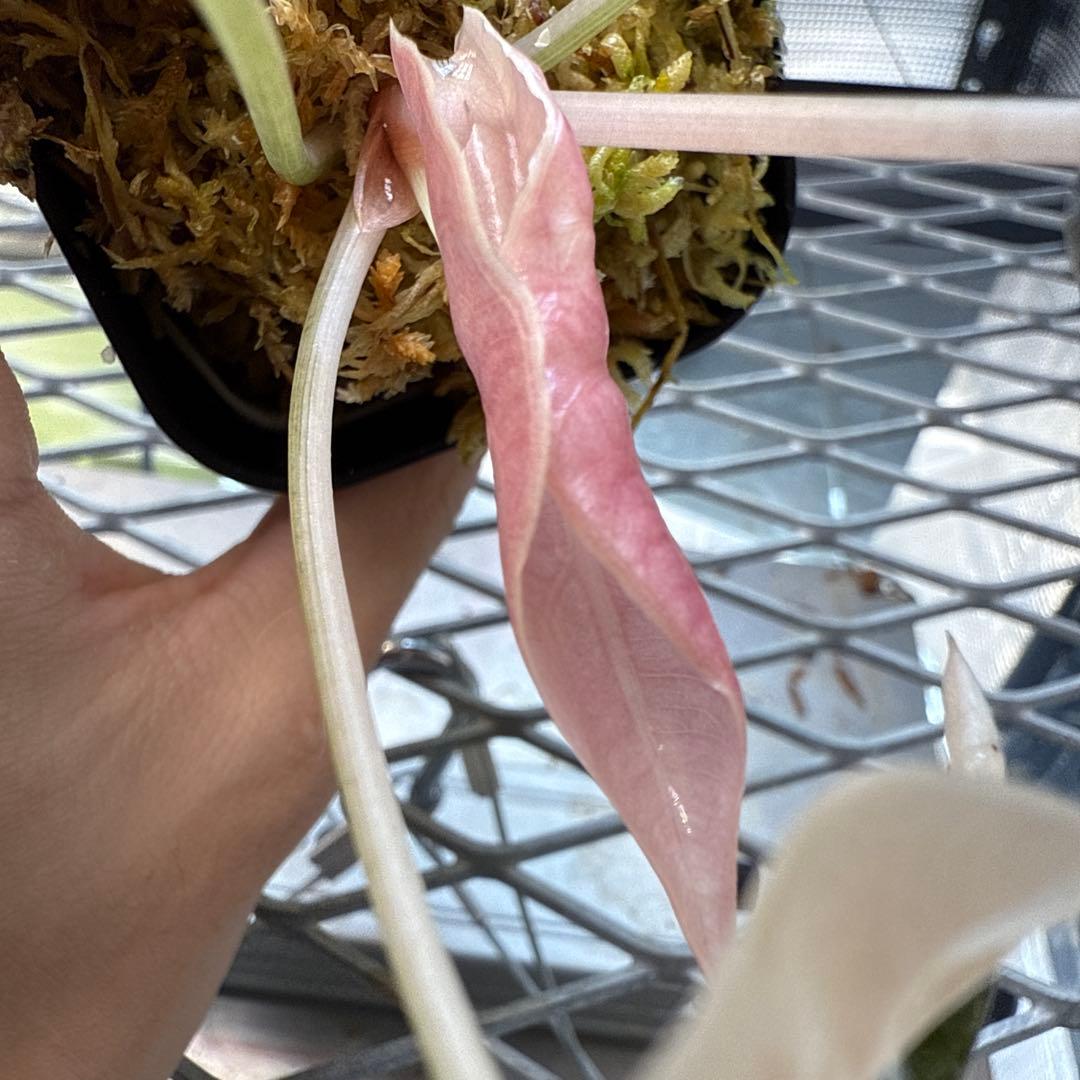 ☆*☆様 極上 アロカシア チャントリエリ ピンク - その他観葉植物人気