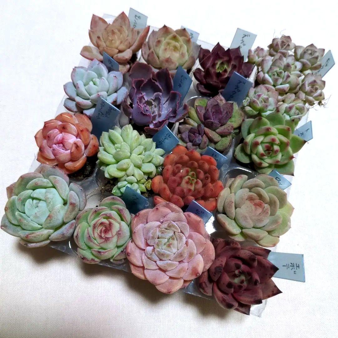 エケベリア 多肉植物 韓国苗 16苗 詰め合わせ 寄せ植え 名前付き