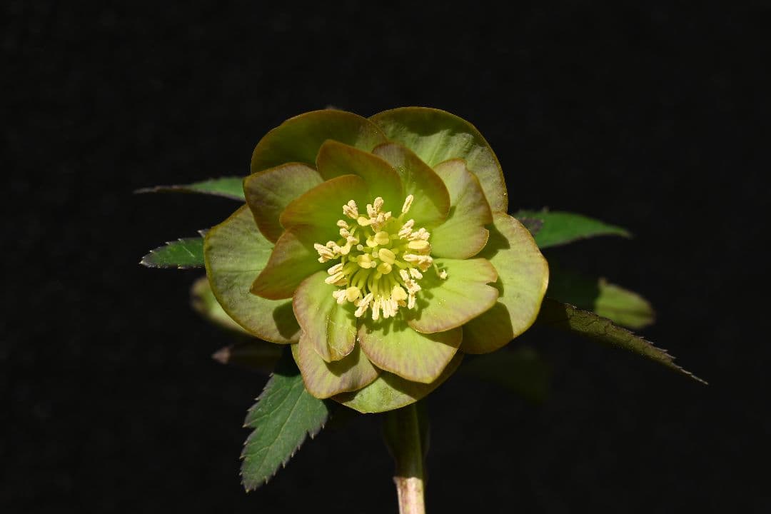 クリスマスローズ　珍品！Wild　Collectionマリアルーベンス　加藤農園 マリアルーベンス 強香 希少！ クリスマスローズ開花 加藤農園 7388