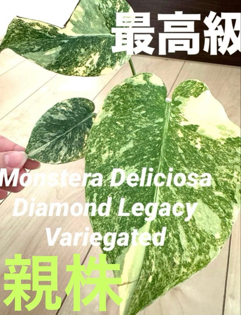 山*本様 数量限定！超希少 モンステラ デリシオーサ レガシー 極上茎