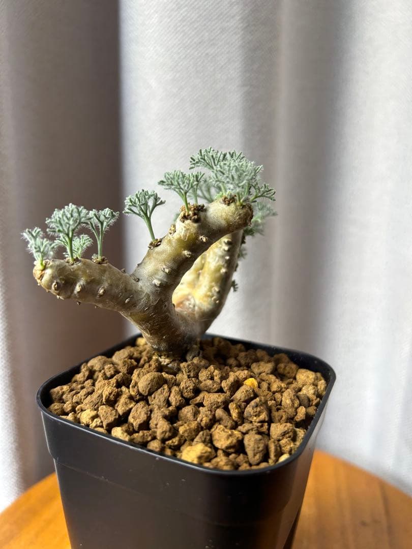 良型発根2サルコカウロン ムルチフィズム モンソニア ムルチフィダ