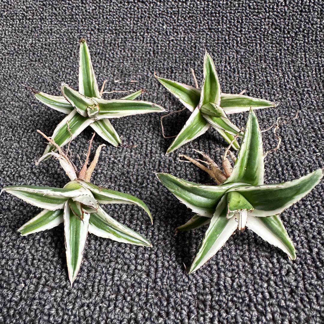 猫*け様 2058アガベ チタノタ 丸叶氷山 極上中小株 子株 4株セット