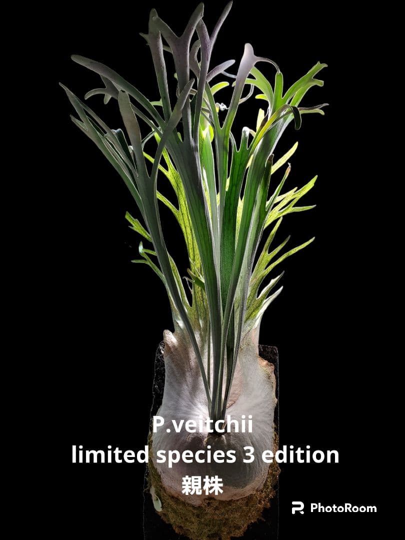 P.veitchii limited species 3 edition親株 - メルカリ
