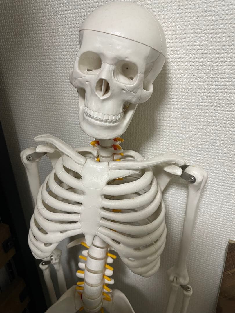 可動式170cm人体模型 - メルカリ