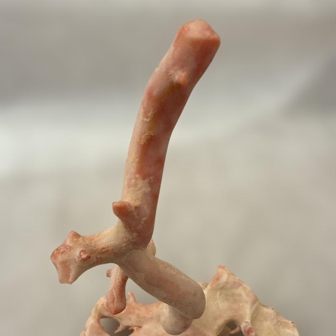 天然 桃色珊瑚 原木 34cm 301.5g 海外産大型 無着色 ピンクコーラル