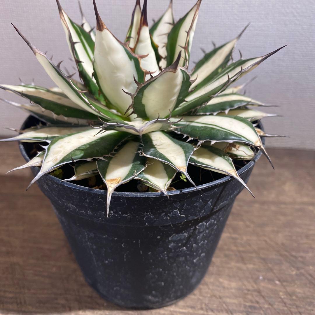 アガベ ホリダ白中斑入 極上2 - アガベアウトレット ショップ 通販