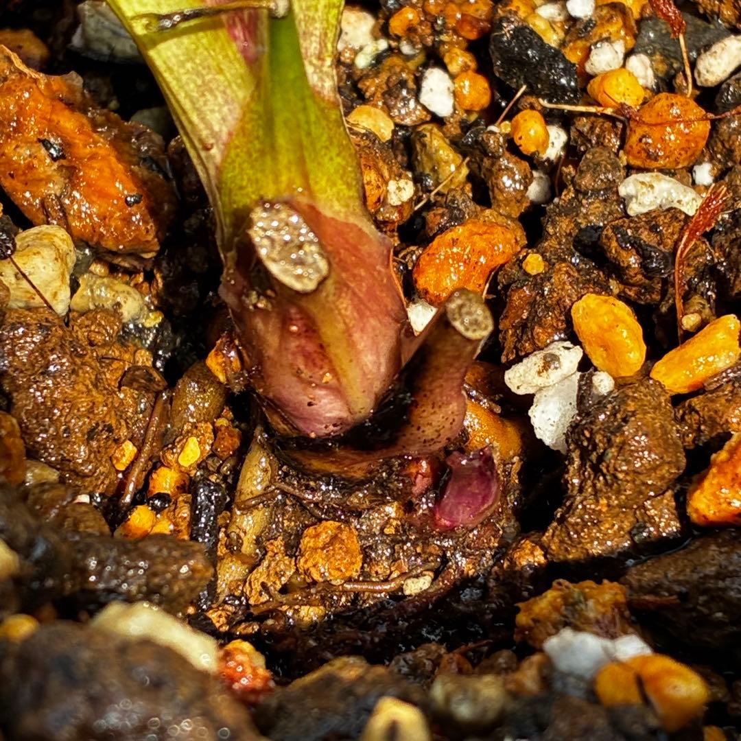 u*0様 3544☘️蕾花タグ付き☘️ダーク系⭐️小輪⭐️超多弁(入荷時多弁タグ