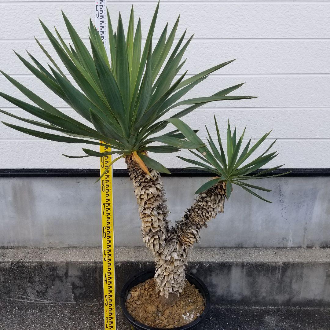 T055分頭ユッカ・ラン発根済み グロリオサ キミガヨラン ドライ