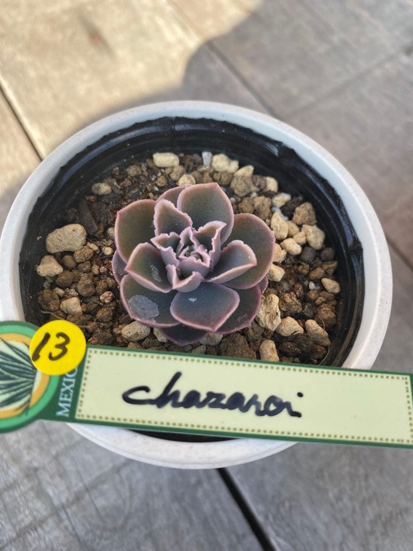追加13 希少 原種 チャザロイ Echeveria chazaroi - メルカリ