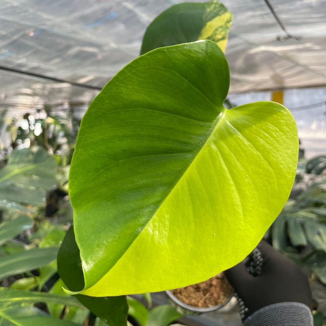 MS18 モンステラ　イエローマリリン　黄斑入り 黄斑のスーパーミニモンステラを購入したが普通のイエローマリリンかも