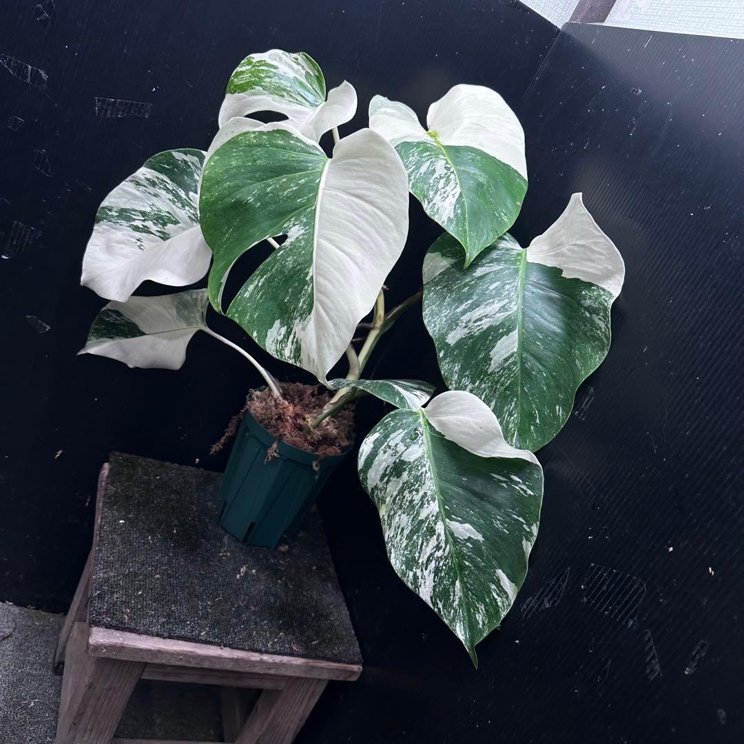 斑入りモンステラ ホワイトタイガー極美大株52cm白斑多 - メルカリ