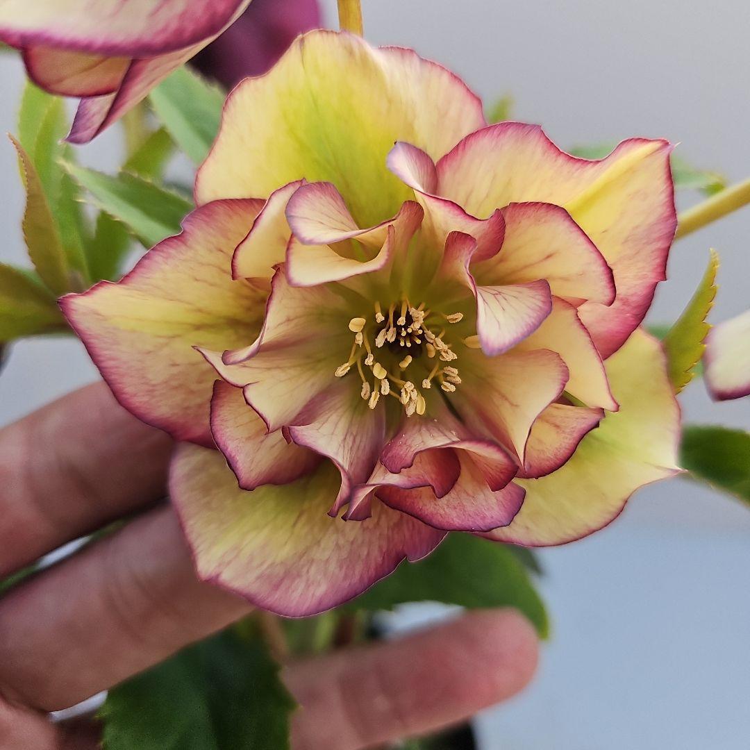 sunshine様 リクエスト 3点 まとめ商品