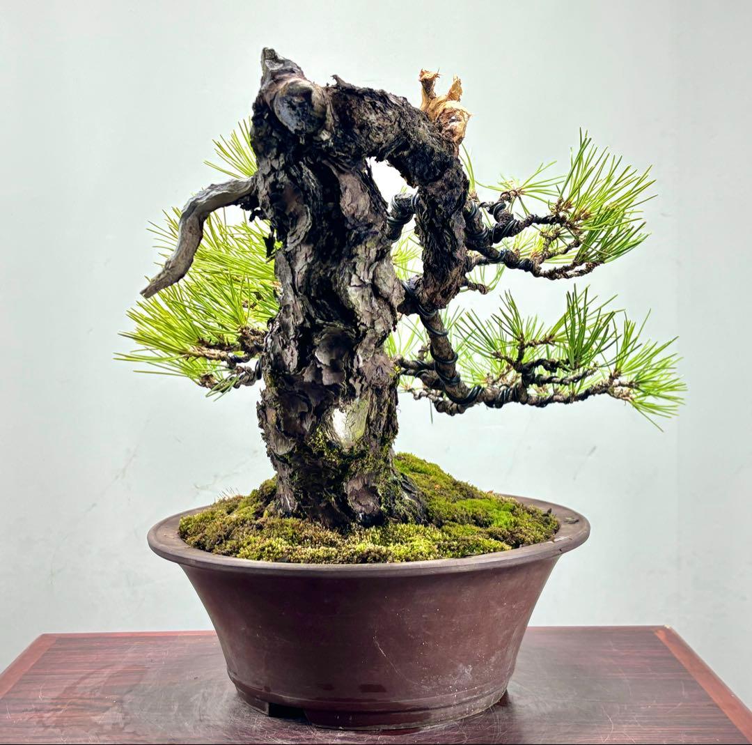 r*i様 黒松 盆栽 面白い木‼️
