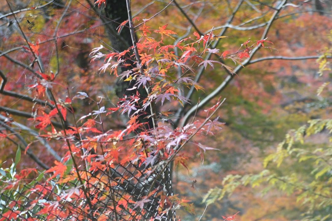 レンズ(単焦点) Staeble -E- Telexon 85mm f/5.6