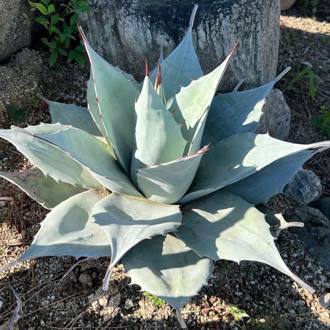 アガベ オバティフォリア フロスティブルー 地植え大株 - メルカリ