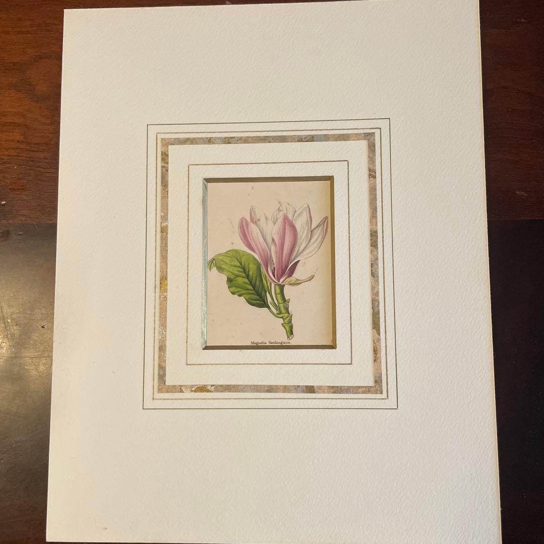 ピエールジョセフルデゥーテ　マグノリア・ソウランゲア Magnolia Soulangiana - 1800s Pierre-Joseph Redoute Botanical