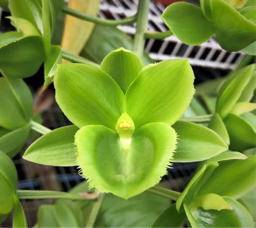 グリーンタケノコ蘭 SVO Fdk. Turning Point カタセタム - メルカリ