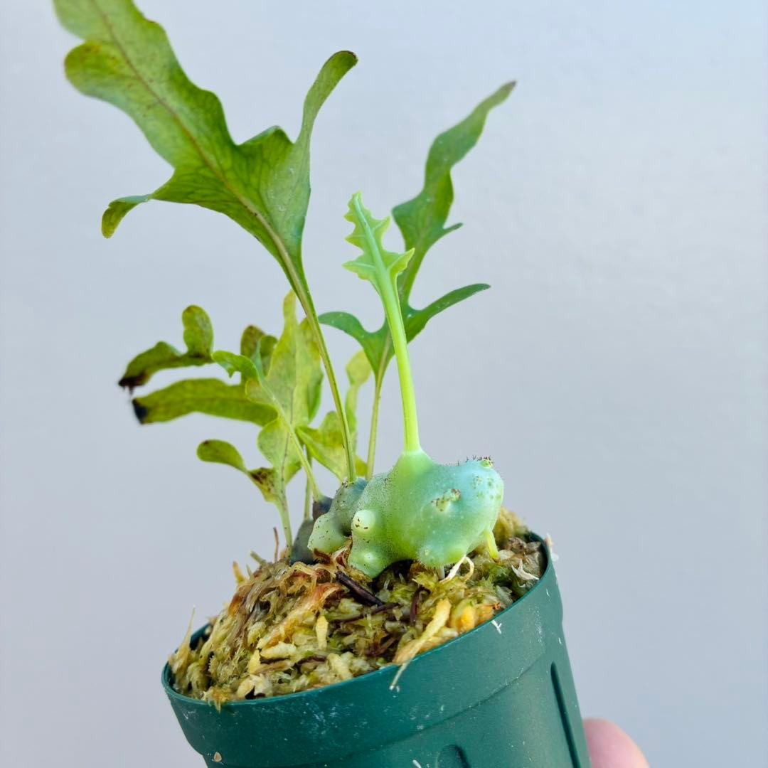 希少・美麗】レカノプテリス バルゴイ ノーススラウェシ - メルカリ